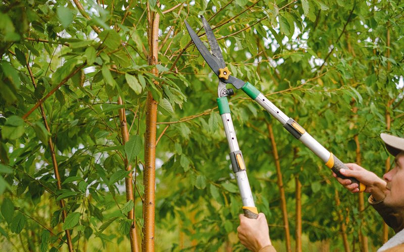 Tree trimming in Wimbledon, ND