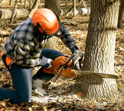 Tree Removal in Wimbledon, ND